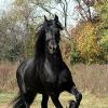 Robe noir cheval