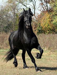 Cheval robe noir