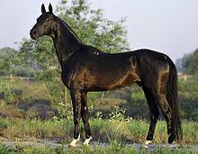 Cheval robe noir