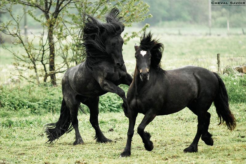 Cheval robe noir