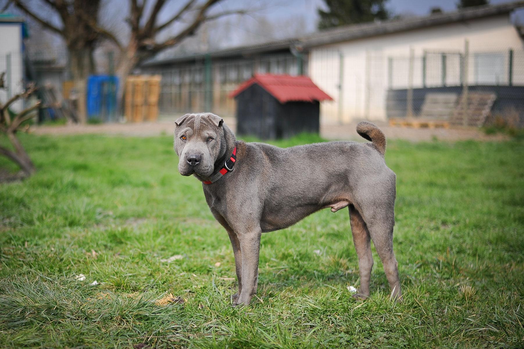 Chien robe bleu