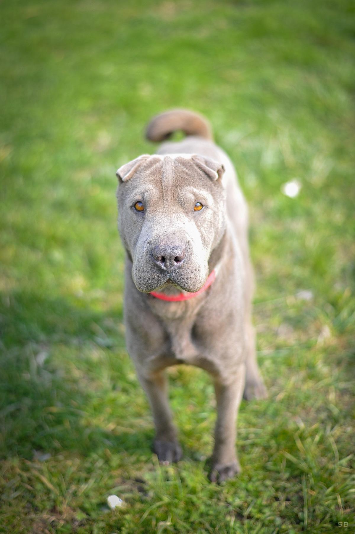 Chien robe bleu