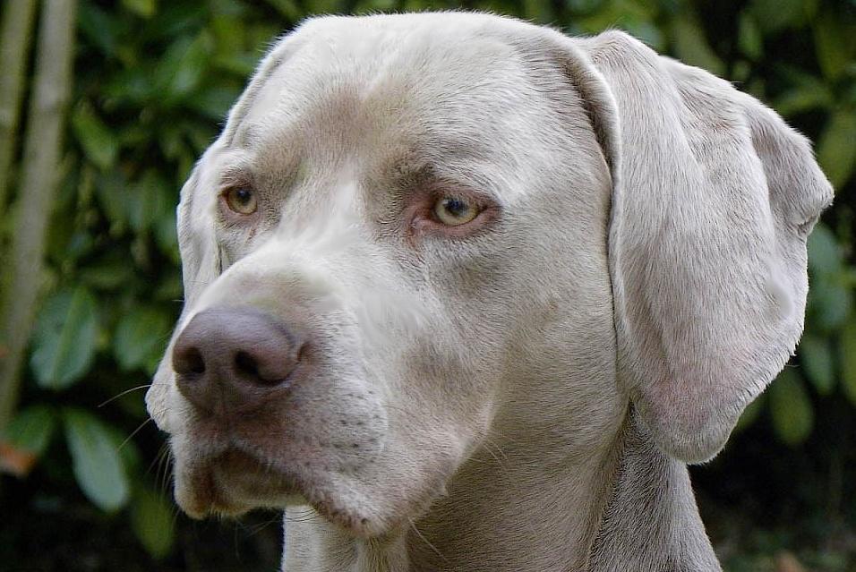 Chien robe bleu