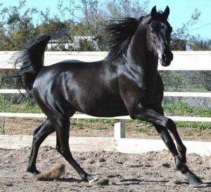 Robe noir cheval